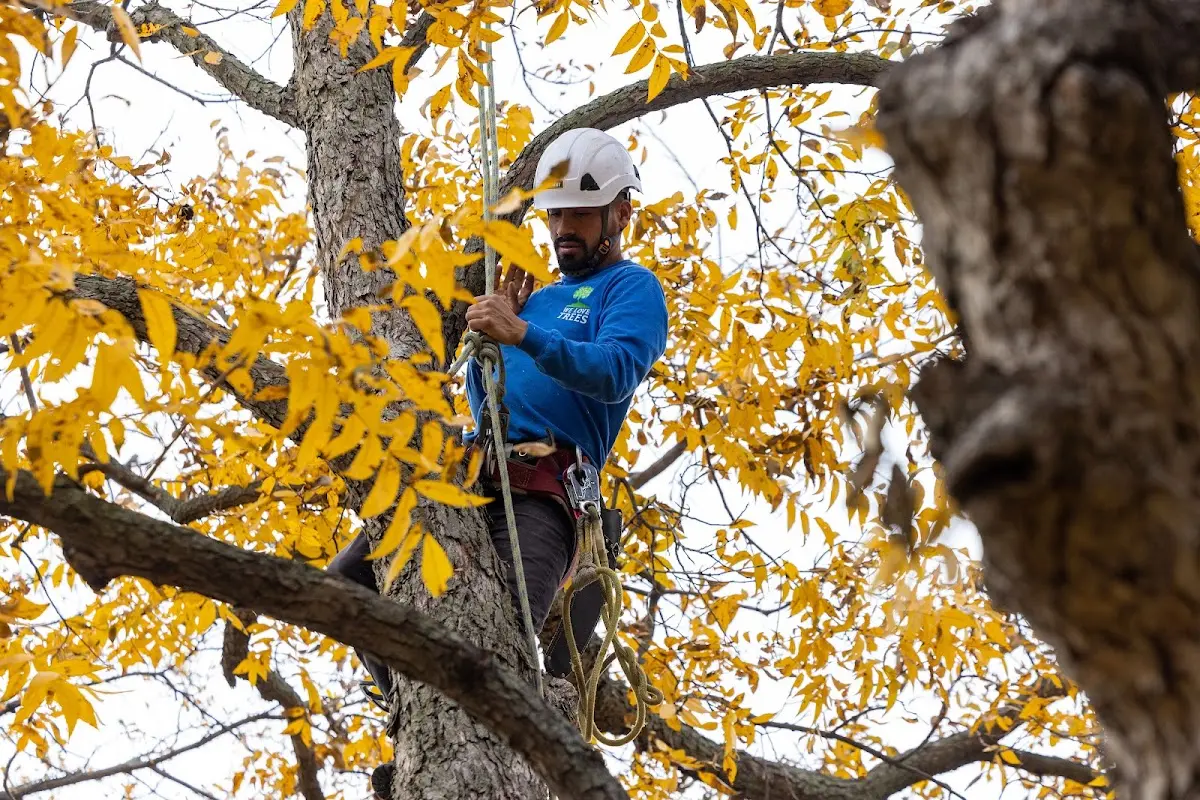 Skilled Storm Damage Cleanup crew working in Gould