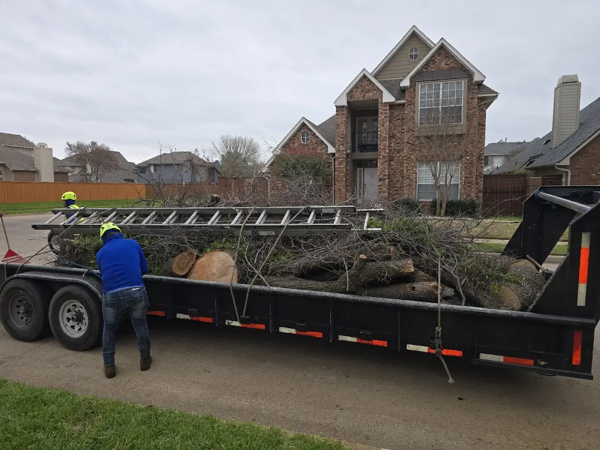 Expert Tree Removal with proper safety equipment in Gould